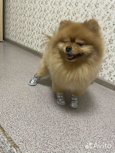 Обувь для собак мелких пород зимняя