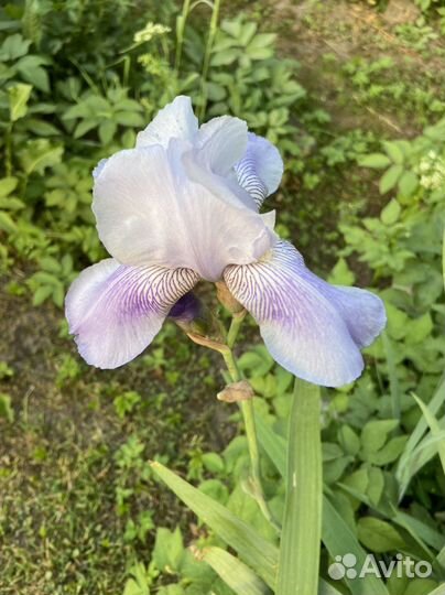 Ирисы бородатые