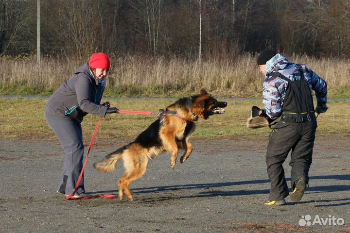 Дрессировка и обучение собак кинолог