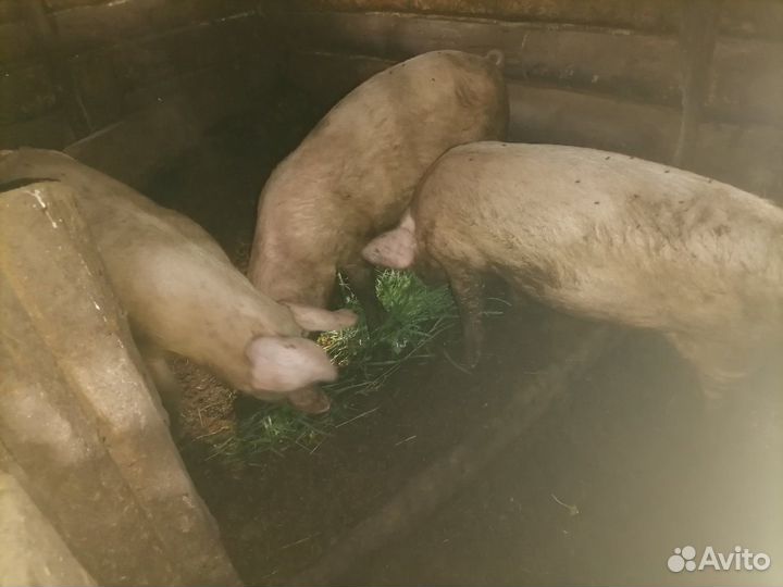 Продам поросят 6 мес