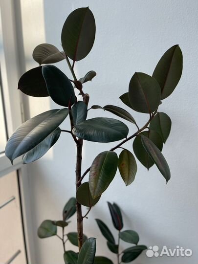 Фикус каучуконосный