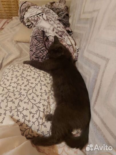 Кот бесплатно