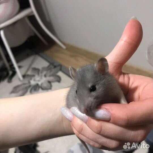 Крысята дамбо