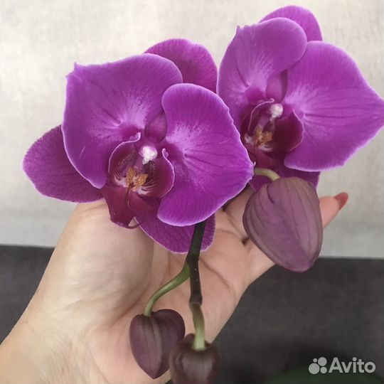 Орхидея бабочка