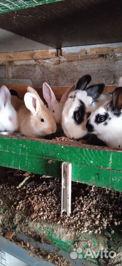 Крольчата,самки, самцы