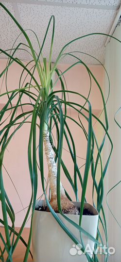 Нолина, бокарнея, слоновья нога