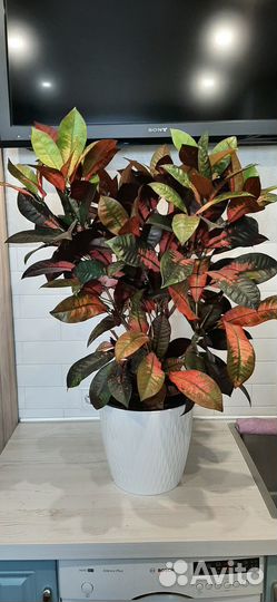 Продам кодеум