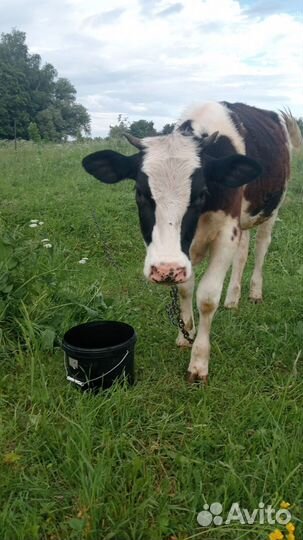 Нетель 11 месяцев, 02.07.2024 будет ровно год