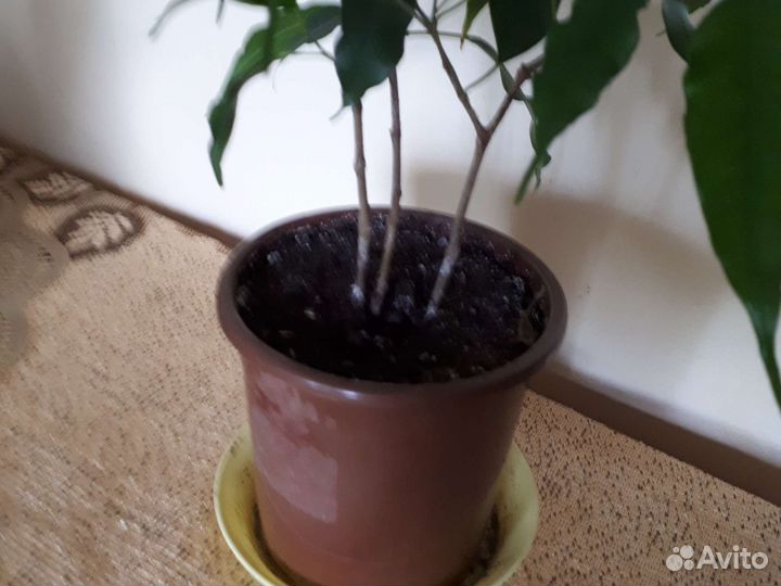 Фикус бенджамина