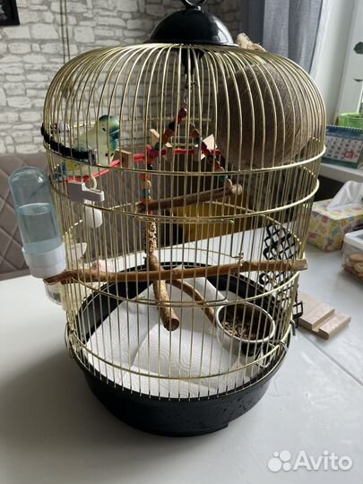 Попугай неразлучник с клеткой