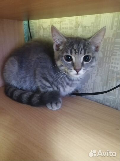 Отдам котят, в хорошие руки