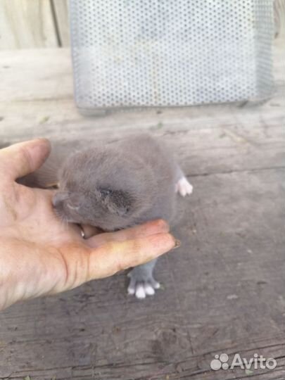 Отдам в добрые руки котят