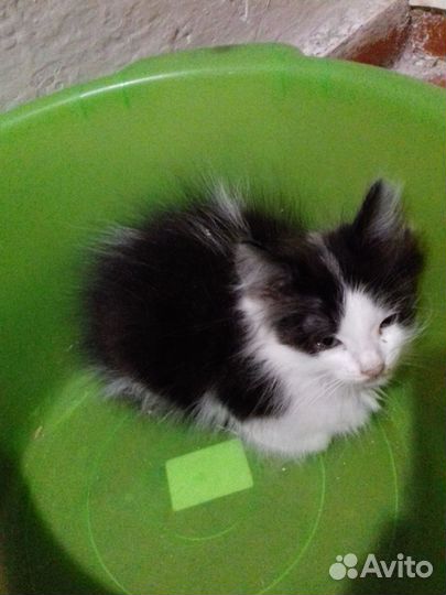 Пушистый котёнок мальчик в добрые руки