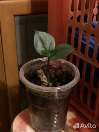 Долларовое дерево