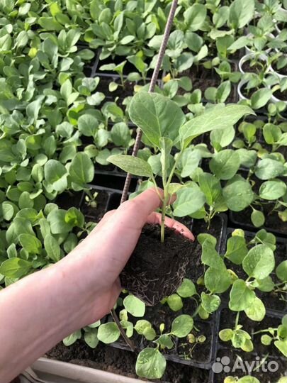 Рассада баклажанов