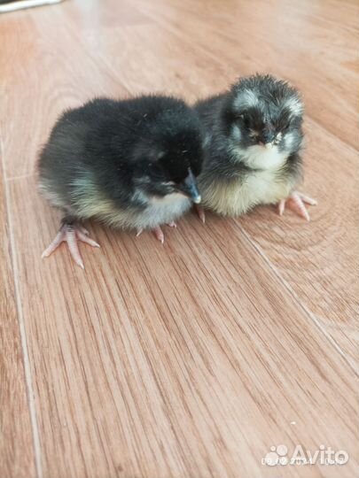 Цыплята суточные Маран черно-медный