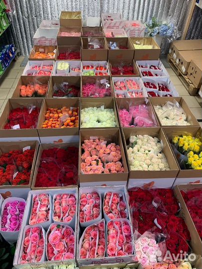 Роза Армении оптом, роза России оптом