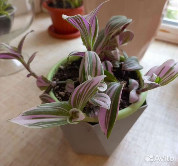 Традесканция Нанук