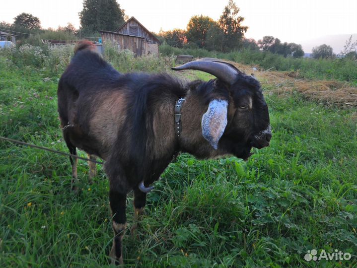 Нубийский козел