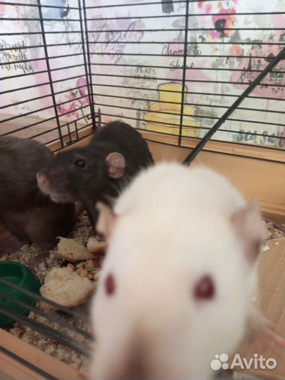 Дамбо крысы с клеткой