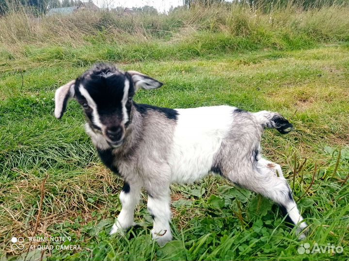 Зааненские козлики