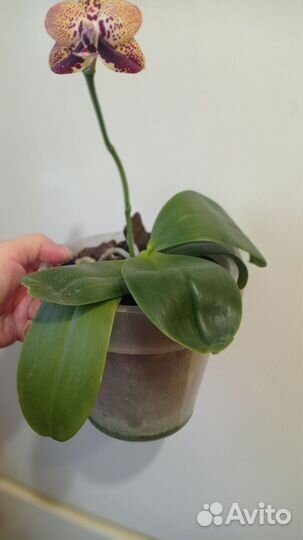 Орхидея фаленопсис Zheng Min Anaconda