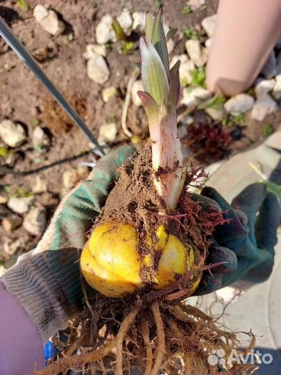 Лилии отгибриды