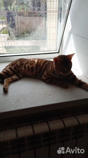 Бенгальская