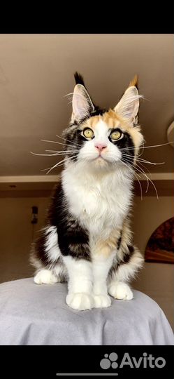Кошка мейнкун