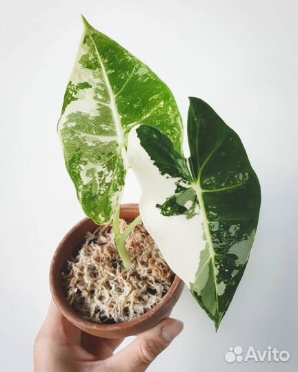 Алоказия фрайдек вар клубень