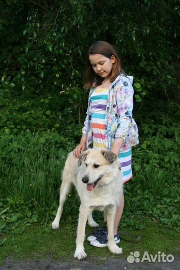 Семейная собака в дар