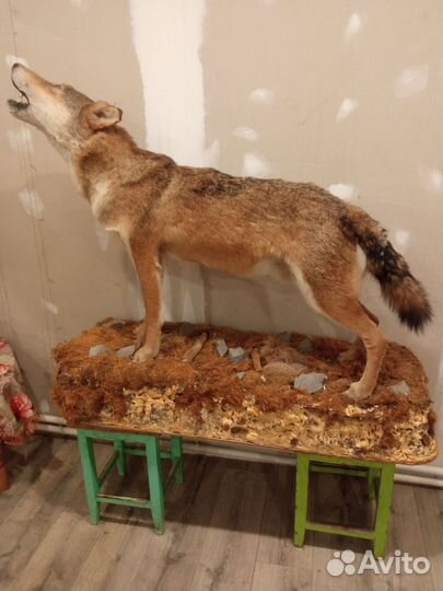 Волк,лиса, ястреб