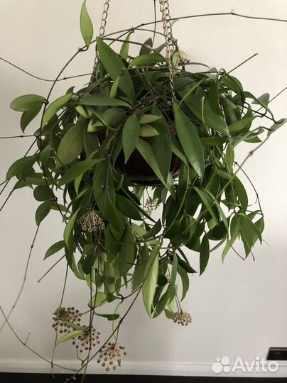 Хойи взрослые