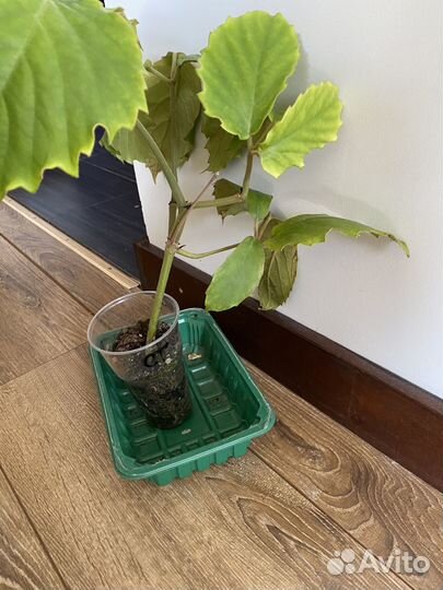 Лиана тетрастигма Вуанье