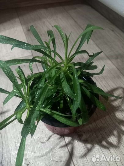 Гвоздика ампельная комнатная растения