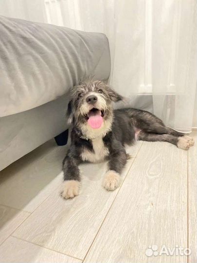 Манечка в семью, стерилизована