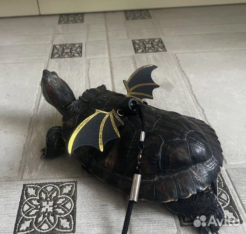 Шлейка/поводок для грызунов