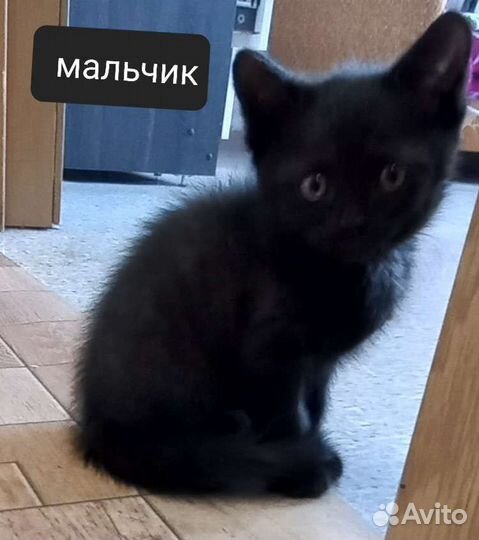 Кошка в дар бесплатно