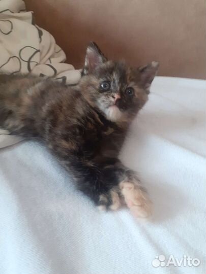 Котенок девочка