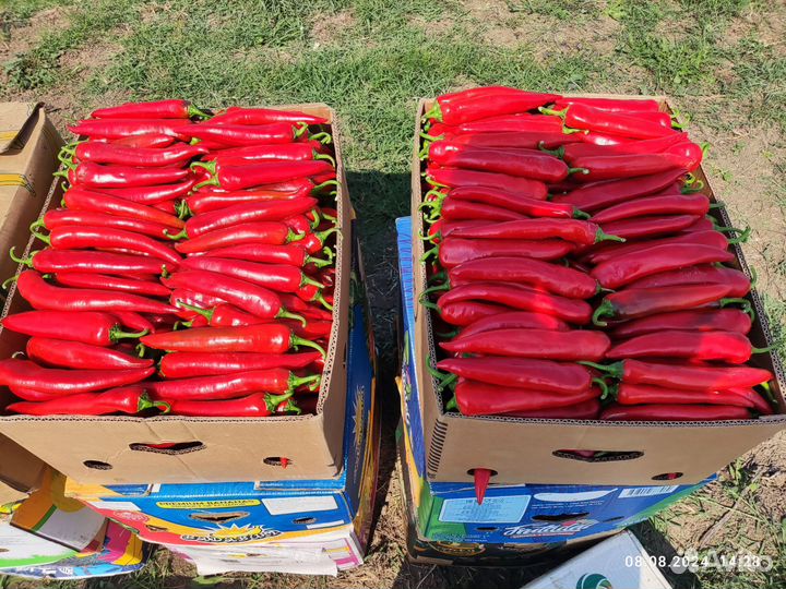 Перец острый. (Шакира )