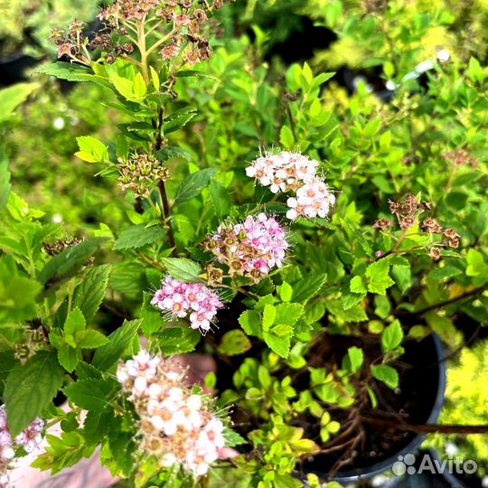 Спирея японская 