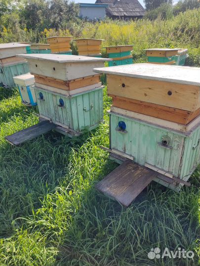 Пчелы и улья