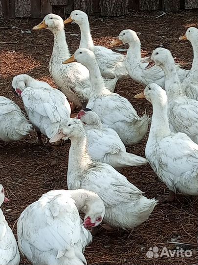 Мускусные утки