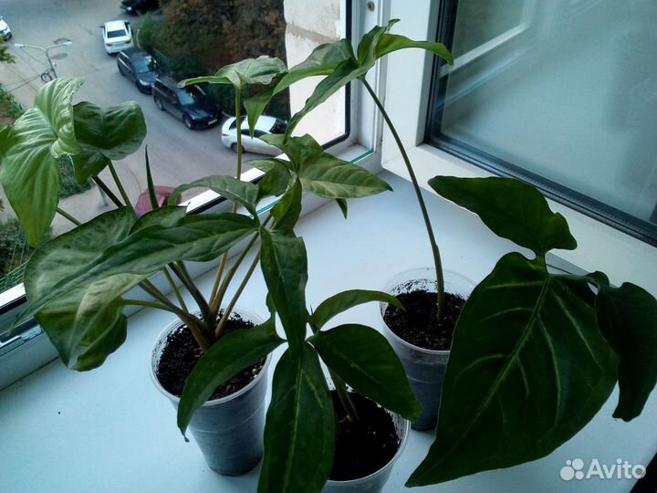 Комнатные растения