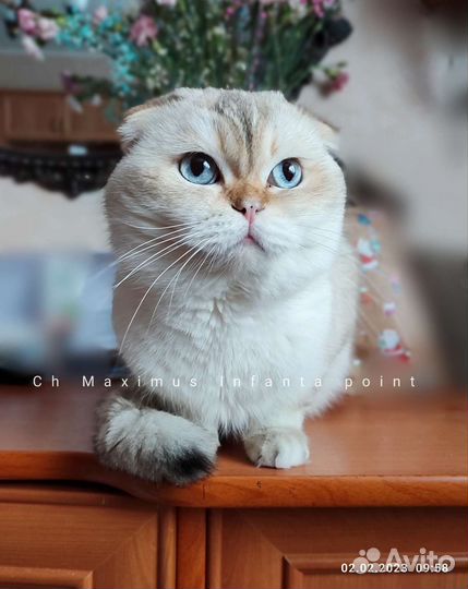 Титулованный кот, золотой пойнт WCF