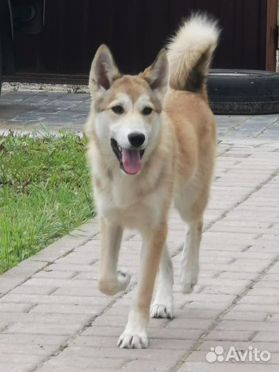 Лайка с акита