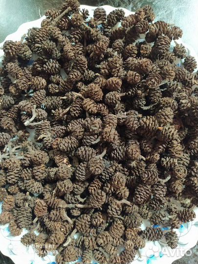 Шишки ольховые