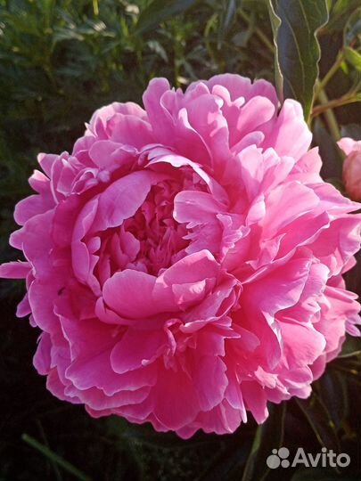 Пион травянистый