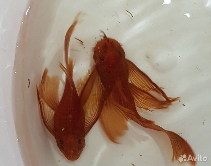 L сомы, коридорасы, хелены