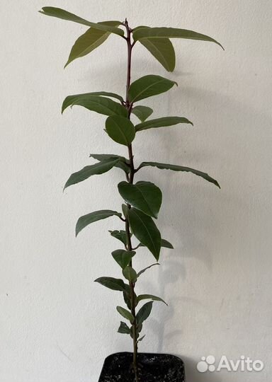 Саженцы лаврового листа